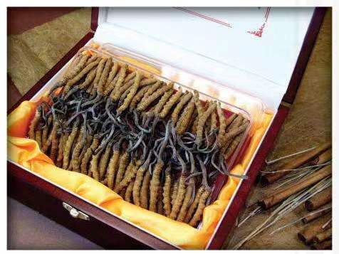 聂荣冬虫夏草回收